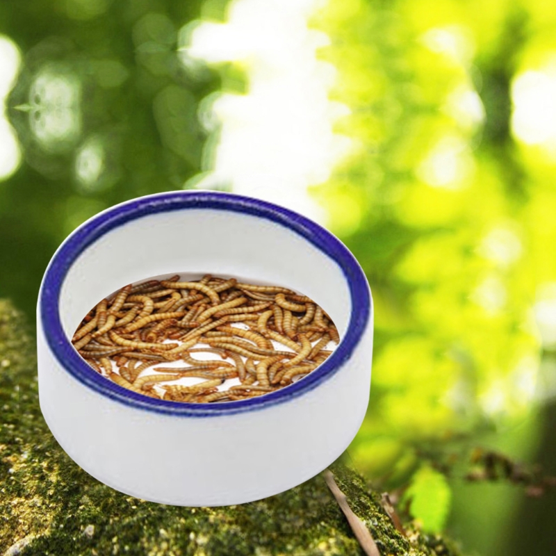 Reptile Bowl Spider Water Dish - Water Dish Reptile recension och pris